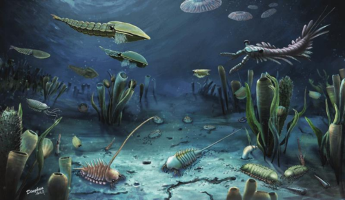 L’esplosione cambriana: il ruolo dell’ossigeno nell’evoluzione