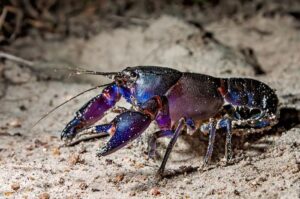 cherax-robustus-m.jpg