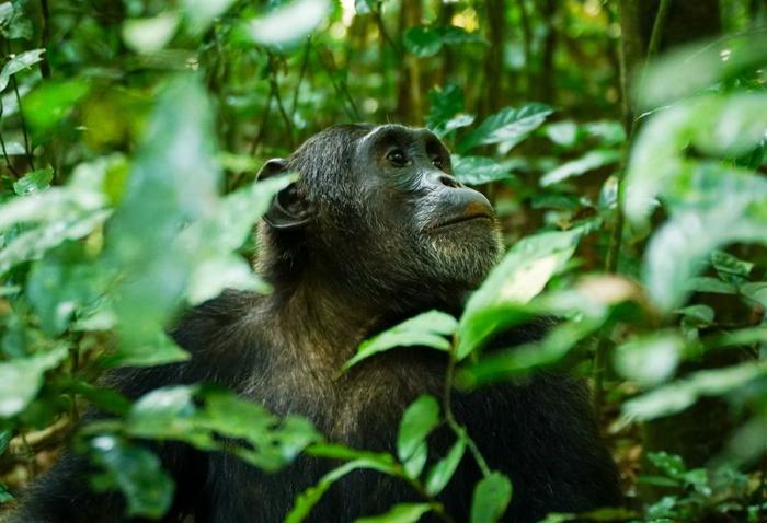La Guerra dei Cimpanzé: Riflessioni sull’evoluzione e la violenza animale