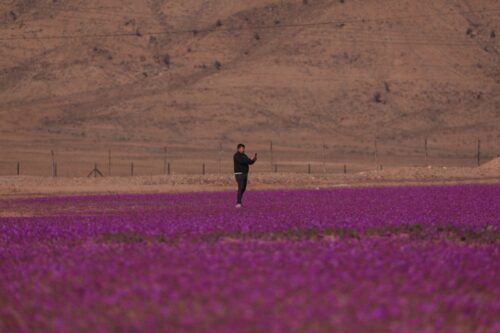 Il deserto più arido del pianeta si riempie di fiori