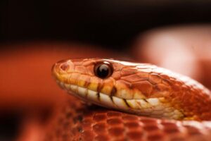 corn-snake-m.jpg