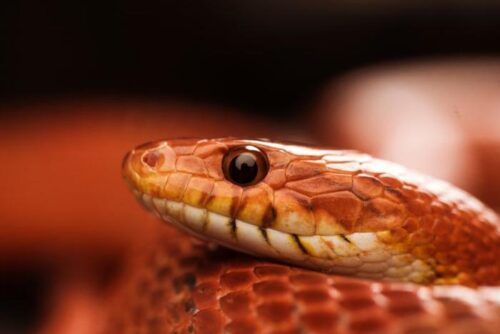 Contrabbando di serpenti: l’incredibile storia di 100 rettili nei pantaloni
