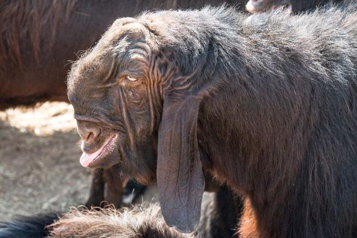 damascus-goat-m.jpg