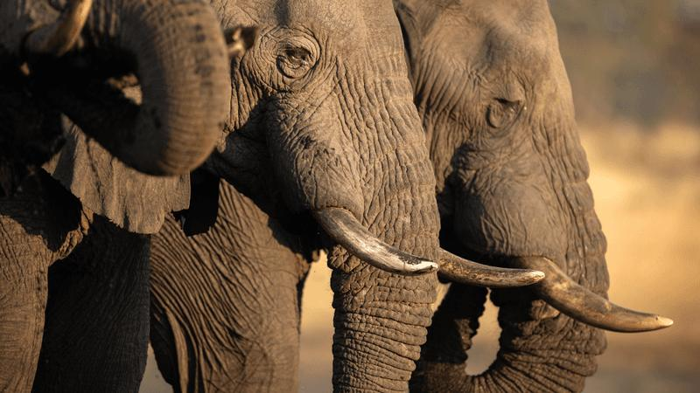 Il Quartetto da Barbiere degli Elefanti Africani