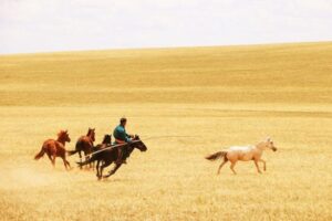 horse-herder-m.jpg