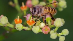 japanese-honeybee-m.jpg