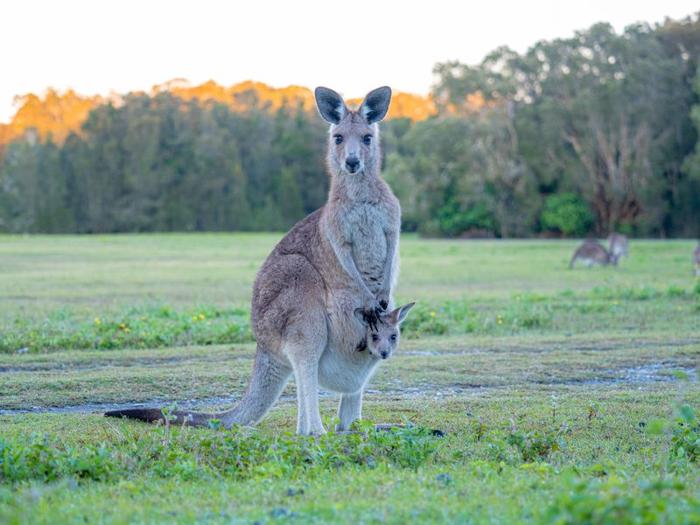 kangaroo-joey-m.jpg