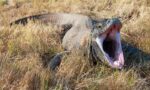 I denti dei draghi di Komodo: segreti di ferro e caccia letale