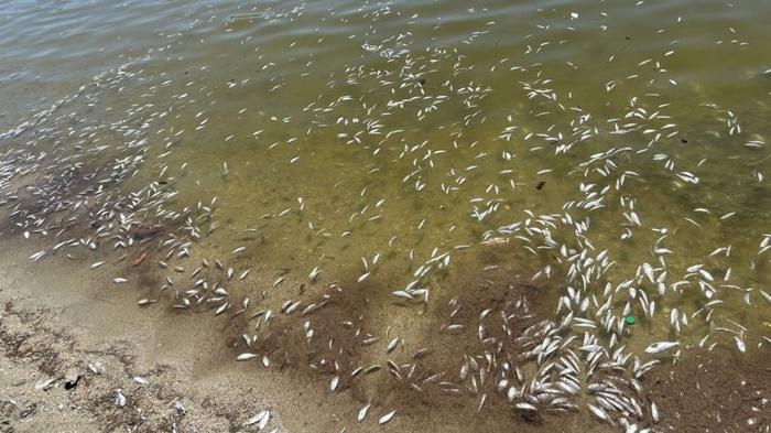 Misteriosa moria di pesci nel lago San Antonio, California