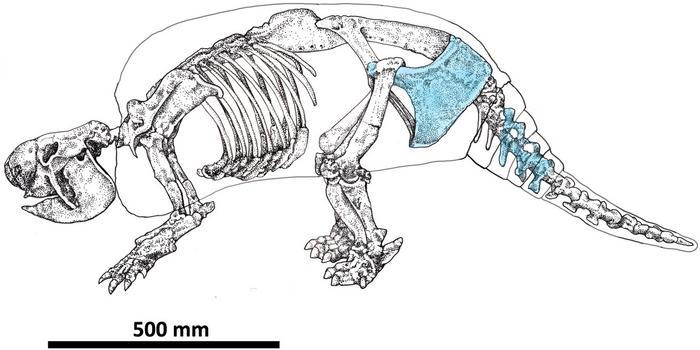 Disegno di uno scheletro di Neosclerocalyptus evidenziando gli elementi scheletrici segnati in azzurro chiaro trovati sul campione.