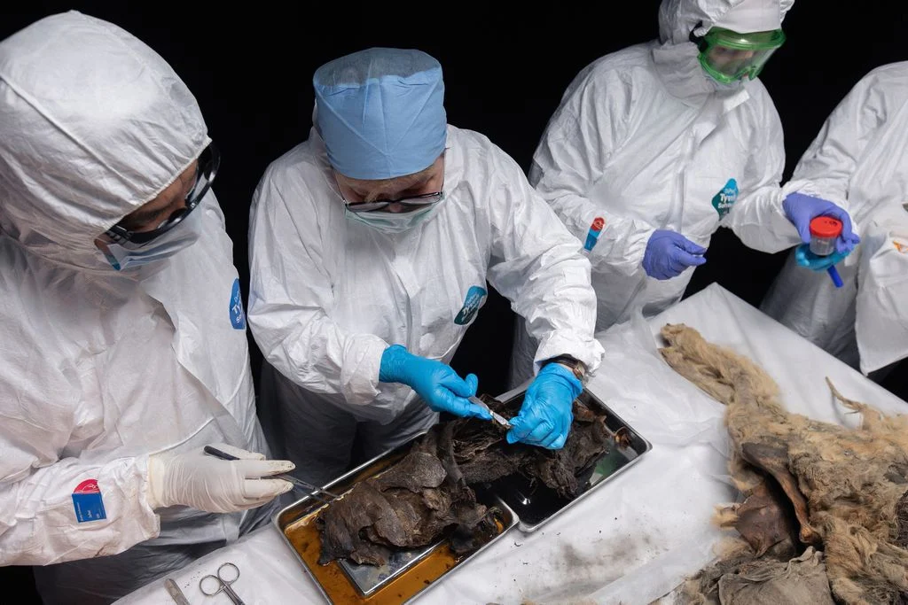 Il corpo di un lupo siberiano risalente a 44.000 anni fa potrebbe ospitare virus sconosciuti