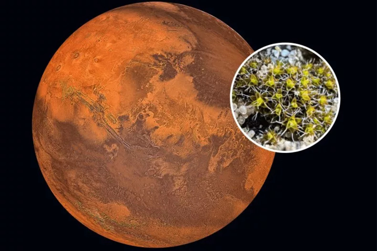 Identificata una pianta che potrebbe crescere su Marte