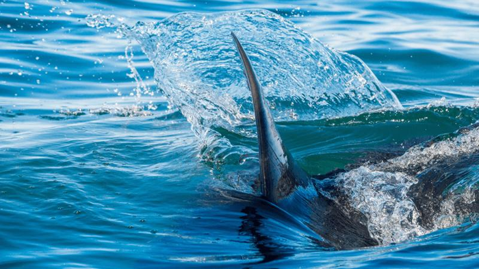 Velocità di caccia degli squali: il megalodonte batte lo squalo bianco