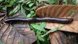 millipeeede-m.jpg