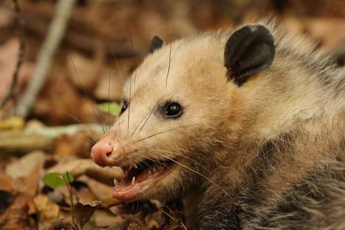 opossum-m-1.jpg