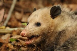 opossum-m.jpg