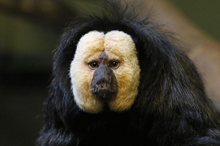 Le affascinanti scimmie saki dell’Amazzonia