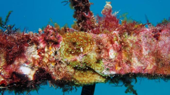 Culle Protettive per Coralli: Studio sul Ripristino dei Reef