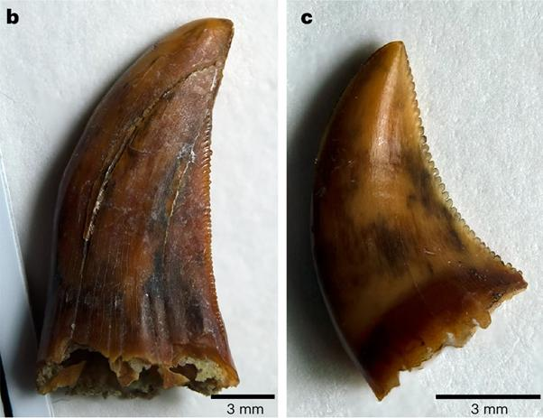 I denti del megalania, il parente ancora più grande e estinto del drago di Komodo dell'Australia, mostrano simili seghettature ai Komodi, ma non c'è alcun segno della pigmentazione che indicherebbe la punta di ferro.