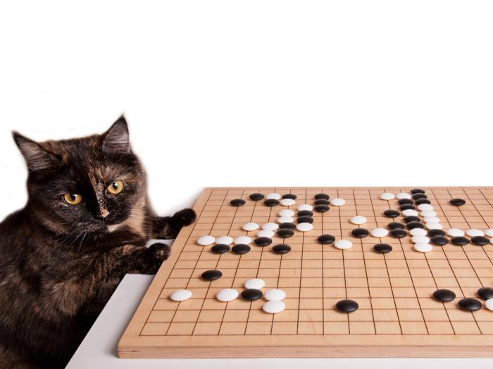 Gatto che gioca a Go (weiqi, wei-chi). Gatto vicino al tavolo da gioco Go con ossa nere e bianche. Gioco da tavolo strategico tradizionale asiatico