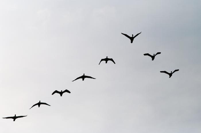 Cormorani che volano nella forma a J più diffusa dell'echelon.