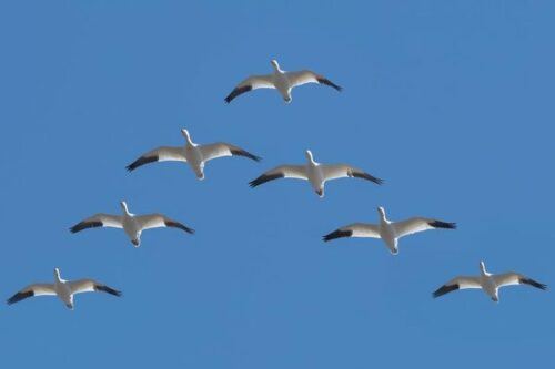 Il Mistero delle Formazioni a V degli Uccelli Migratori