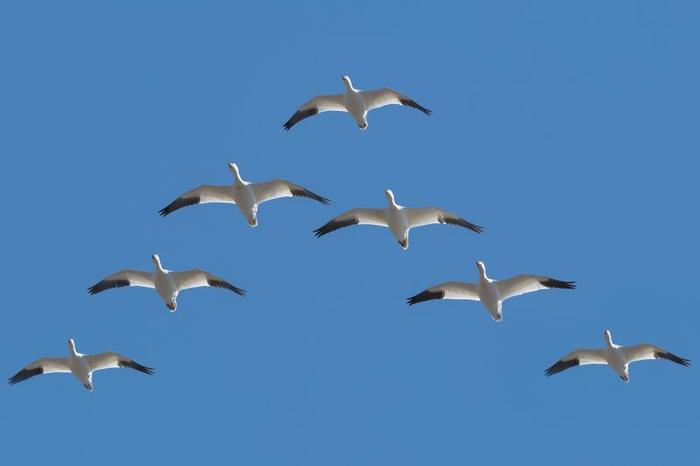 snow-geese-in-a-v-m.jpg