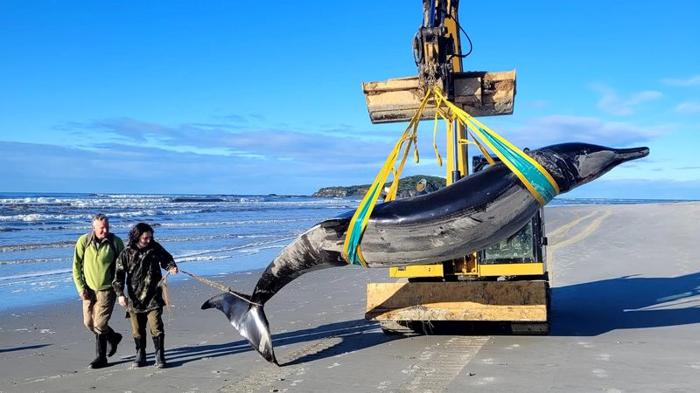 La straordinaria scoperta della balena dal dente a pala in Nuova Zelanda
