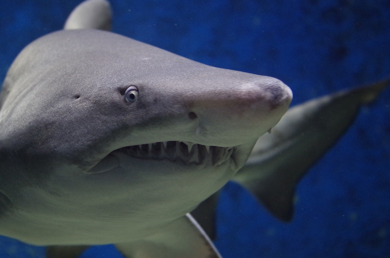 Individuati squali positivi alla cocaina: le possibili conseguenze