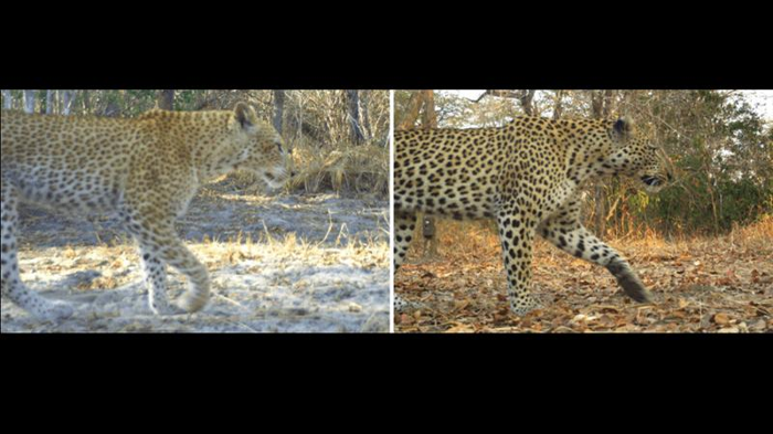 Leopardi a Fragola: Il Mistero della Colorazione Unica