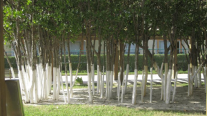 trees-painted-white-at-the-bottom-m.png