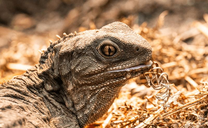 I Tuatara del Chester Zoo: Antichi Rettili a Tre Occhi – Scienze Notizie