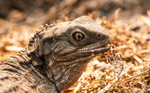 tuatara-third-eye-m.png