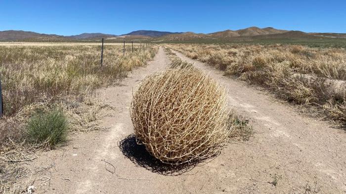 tumbleweed-m.jpg