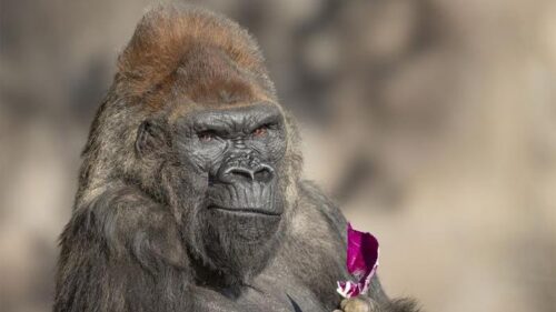 Addio a Winston: Il Gorilla che ha Ispirato Generazioni