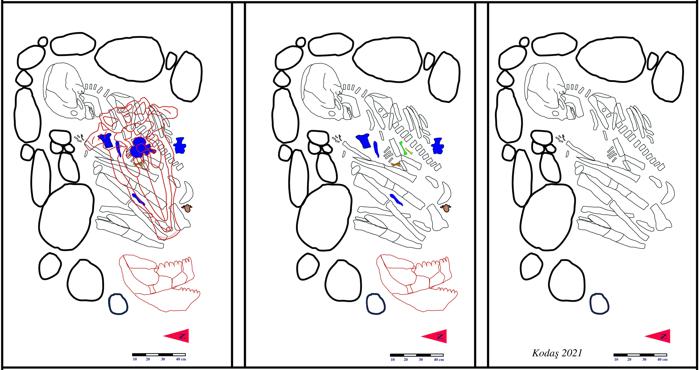 Un'illustrazione dello studio che mostra come il corpo è stato trovato insieme a diverse ossa.