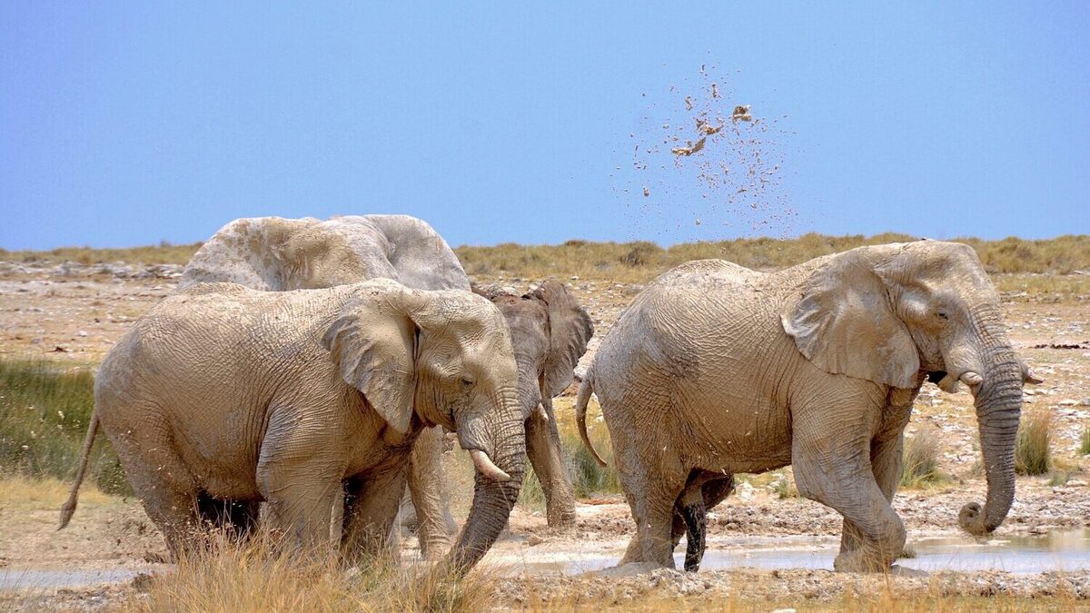 2048px-Elephants_at_waterhole_Etosha_National_Park_Namibia-1-e1724867302854-1.jpg