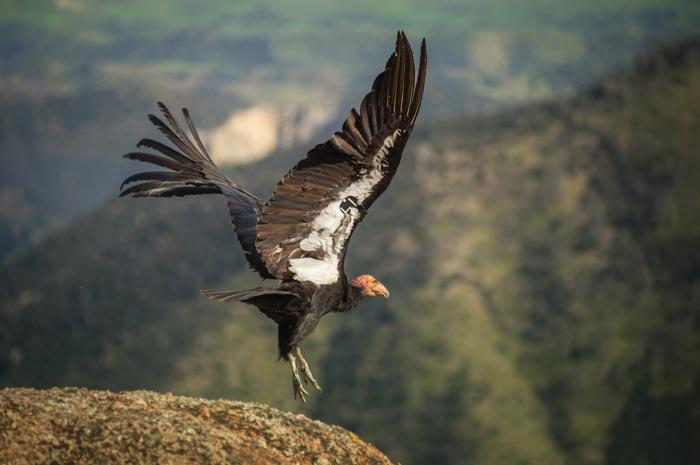 Un condor della California decolla da una roccia.