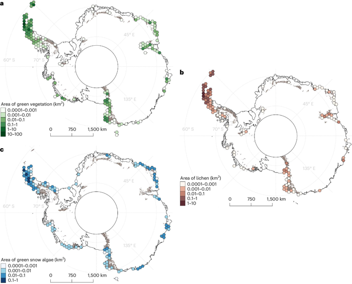 Mappe dell'Antartide che mostrano la distribuzione di (a) vegetazione verde, (b) licheni e (c) alghe verdi sulla neve.