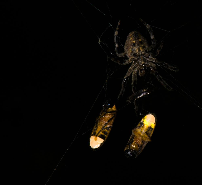 Ragno (Araneus ventricosus) con due lucciole maschi intrappolate (Abscondita terminalis), una delle quali ha una lanterna luminescente (destra)