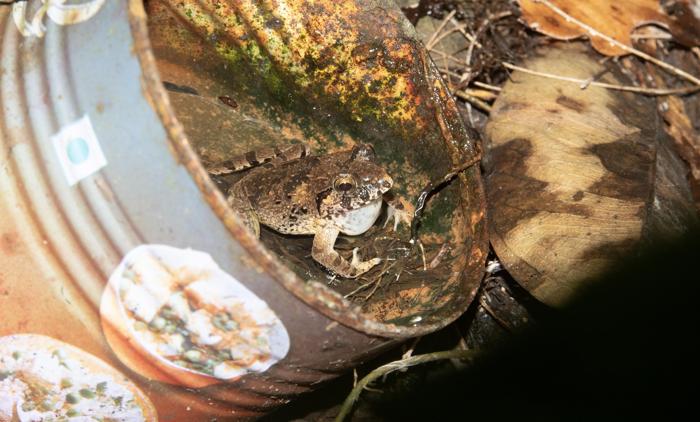 Una rana maschio di Charles Darwin che chiama da un sito di riproduzione non naturale: una lattina di cibo in metallo piena d'acqua abbandonata sul terreno della foresta.