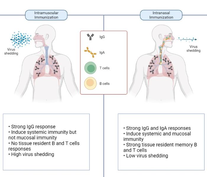 diagramma che confronta l'immunizzazione intramuscolare a sinistra e l'immunizzazione intranasale a destra