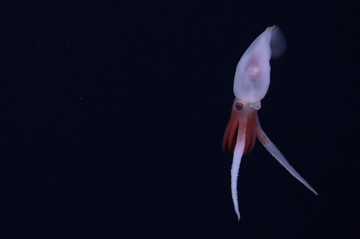 Il primo filmato di un calamaro Promachoteuthis vivo. 