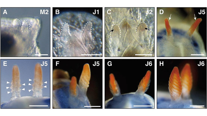 Una serie di otto immagini che mostrano la formazione di organi simili a corna arancioni sulla testa della lumaca marina.