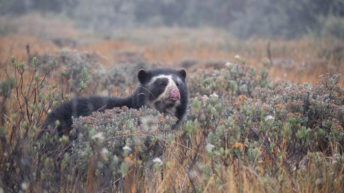 Orso delle Ande tra alcuni cespugli con la lingua fuori