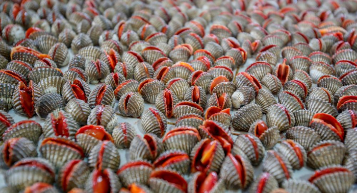 molti vongole di sangue con le loro bocche aperte tessuto rosso visibile