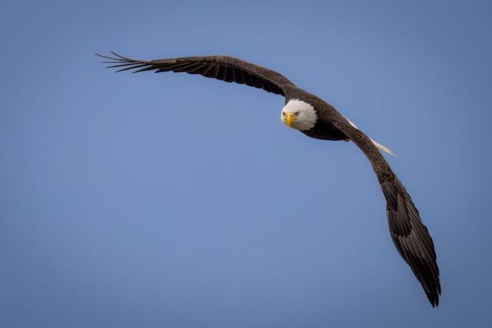 aquila calva in volo di fronte alla fotocamera in un cielo blu limpido