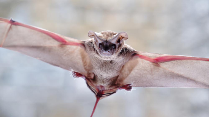 un pipistrello dalla coda libera in volo con i piedi pelosi sporgenti in avanti