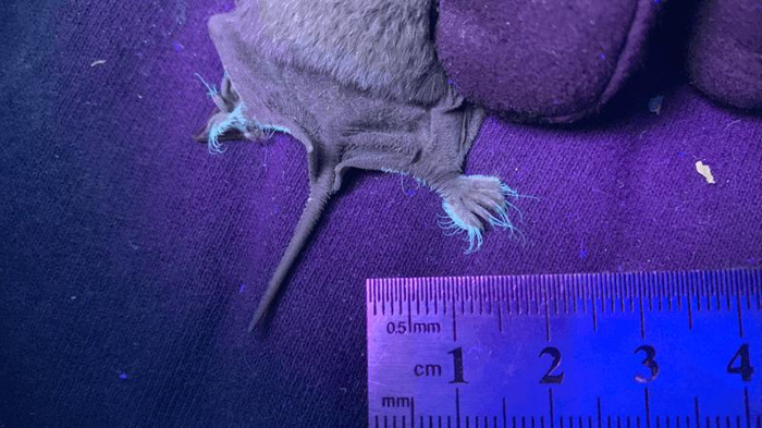 un pipistrello con le dita dei piedi che brillano di verde-blu sotto la luce UV