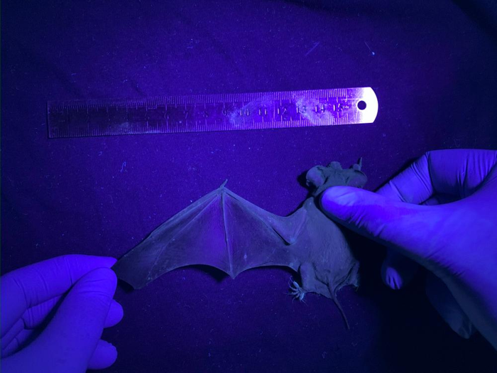 un pipistrello sotto la luce UV con le unghie che brillano di verde-blu